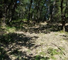 Vers le haut du terrain, on commence juste le déboisement