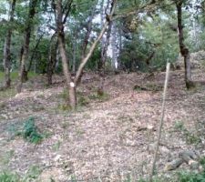 Déboisement en cours