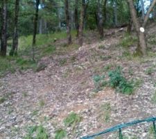 Déboisement en cours