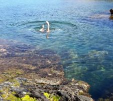 Plongée à Porquerolles