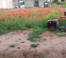 Jardin de couquelicots