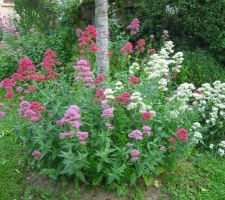 Valérianes des jardins (Centrathus ruber)