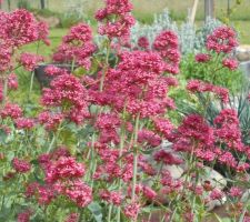 Valérianes des jardins (Centrathus ruber)