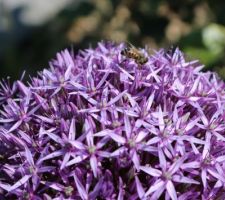 Ail d'ornement (Allium)