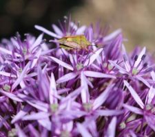 Ail d'ornement (Allium)