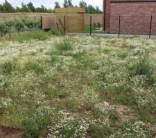 Herbes hautes