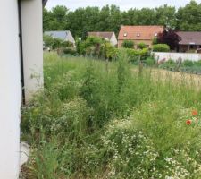 Herbes hautes