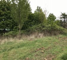 ..Une partie du terrain.. avant que la pelleteuse ne passe..