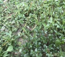 Ci joint l'herbe qui m'envahit