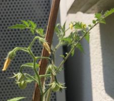 Tomates cerises : bientôt!!!!