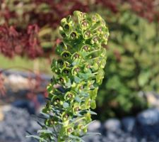 Fleur d'euphorbe chariacas 'Wulfenii'