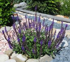 Salvia (sauge) superba bleue