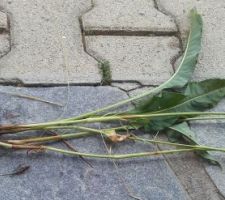 Bistorta officinalis : rhizome et feuilles