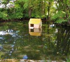 Cabane flottante pour des futures canards