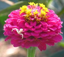 Zinnia