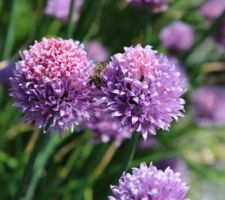 Ciboulette, aussi belle qu'une plante d'ornement