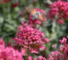 Remarquez la trompe enroulée du sphinx colibri