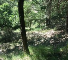 Le d&eacute;broussaillage avance