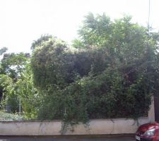 Ronces, lierre et divers arbres ...