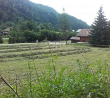 C'est le soir, les andains sont faits : ce sera ramassé demain (il reste quelques bistortes en bordure du bois ;-) )