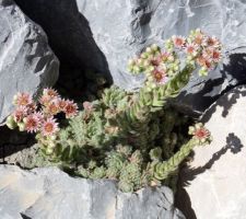 Floraison en ce 25 juin 2017