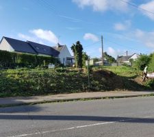 Suppression des arbre et buisson