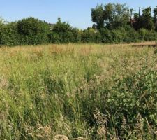 Avant débroussaillement ! Les herbes sont très hautes (entre 1m40 et 1m50) il y a des arbustes etc.. La misère !!!