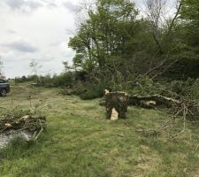 Abattage des 2 frênes à l'entrée pour créer l'allée