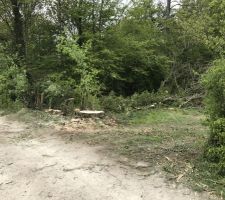 Abattage des 2 frênes à l'entrée pour créer l'allée