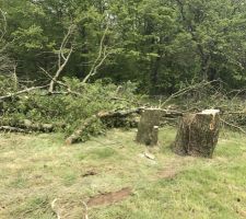 Abattage des 2 frênes à l'entrée pour créer l'allée