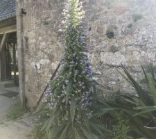 Ces plantes originaires des canaries peuvent mesurer jusqu' a 4 metres de hauteur...