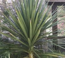 Vegetation du Cotentin