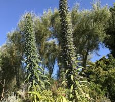 Vegetation du Cotentin