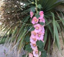 Vegetation du Cotentin