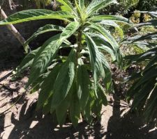 Vegetation du Cotentin