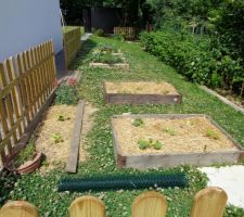 Courges et potimarrons dans les carrés potagers !