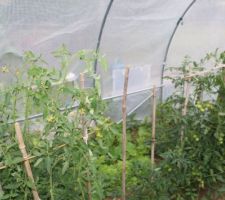 .....tomates....60 plants....que les feuilles....à suivre ...