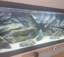 Aquarium 1200L Malawi
