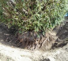 Déracinement d'un arbre pour replantage plus bas dans le terrain