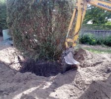 Déracinement d'un arbre pour replantage plus bas dans le terrain