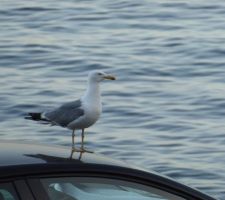 Tous les soirs sur la même voiture ......