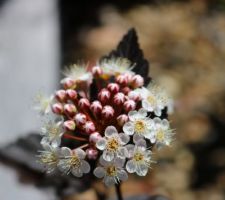 Physocarpus opulifolius 'Diabolo'