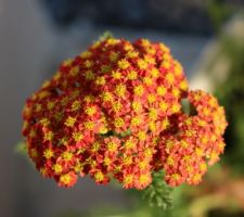 Achillea millefolium 'Desert Eve Red Desred'