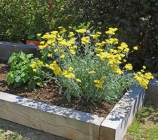 Achillea millefolium et massifs en traverses