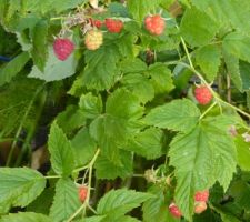 Les framboises a profusion