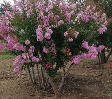 Le lilas d'été