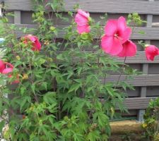 Hibiscus des marais en fleurs