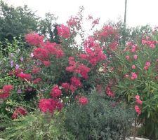 Lilas d'Inde rouge et laurier rose