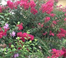 Lilas d'Inde rouge et hibiscus mauve
