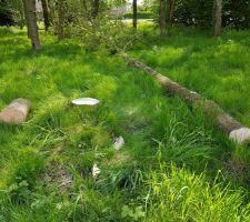 Le deuxi&egrave;me arbre qui g&ecirc;nait, une fois tomb&eacute;.